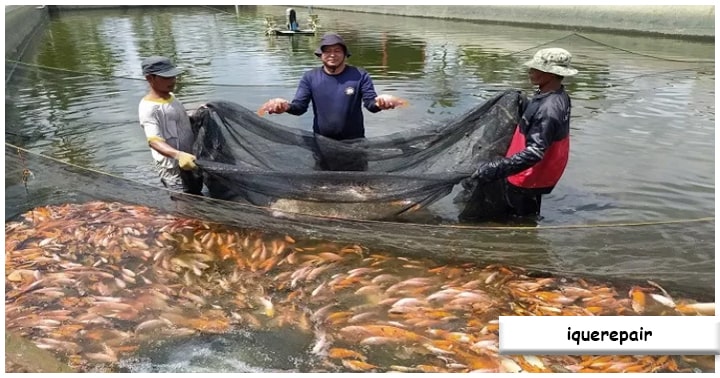 Peluang Bisnis Ternak Ikan: Potensi dan Prospek yang Menjanjikan