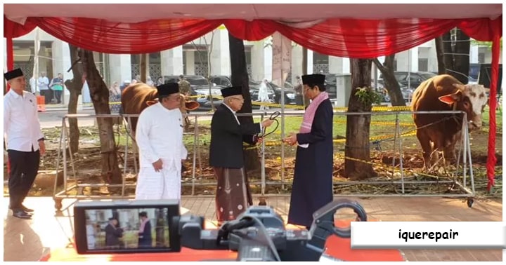 Idul Adha: Ma’ruf Amin Serahkan Sapi Kurban Miliknya dan Jokowi di Masjid Istiqlal